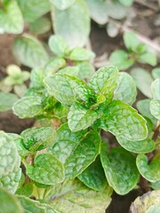 mint leaves in the garden © Anam