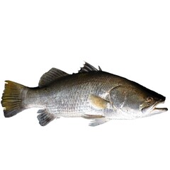 Pictures of various fish with the background removed.