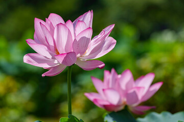 花はす公園