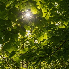 Obraz premium green leaves on a tree