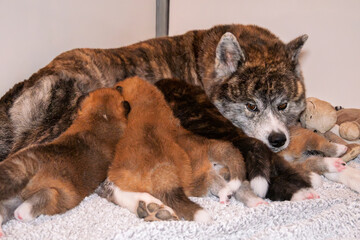 chien akita, mère akita avec ses chiots mère bienveillante, 