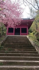 Pink Cherry Blossoms Frame Red Shrine Staircase