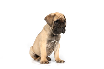 bullmastiff puppy isolated on white background 