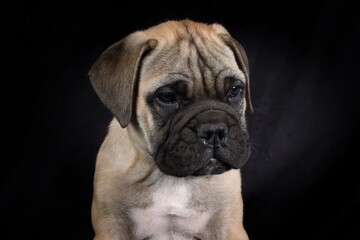 Obraz premium Adorable Bullmastiff puppy on a black background