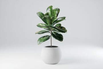 A Ficus Lyrata plant in a round white pot, minimalist aesthetic.
