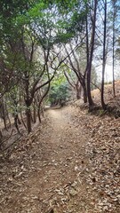 Mountain hiking trail