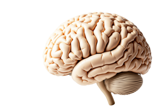 Realistic human brain model showcasing intricate folds and structure, isolated on white background. Educational tool concept. Ai generative