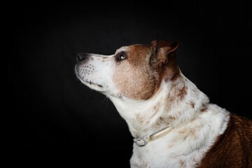 Profile portrait of an old dog on a black background. © eds30129