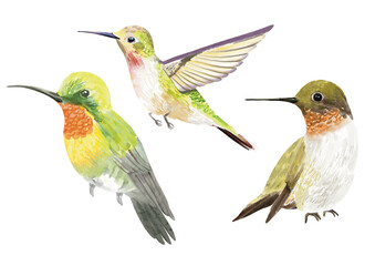 Watercolor bird clipart. hand drawn adorable hummingbird for decorate you artwork. Ideal for creating feminine, aesthetic prints, invitations, cards and more.