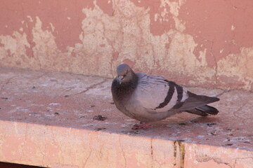 Gray Pigeon Close-up