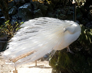 伊豆シャボテン公園のシロクジャク