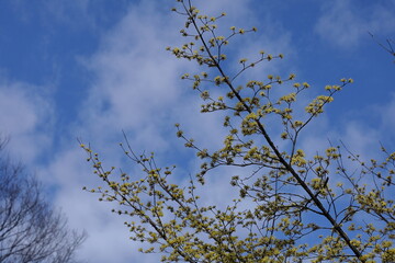 庭のサンシュユ