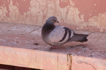 Gray Pigeon Close-up