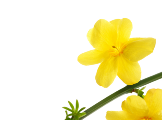 Allamanda yellow flower isolated on white background	