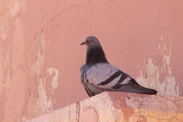 Gray Pigeon Close-up