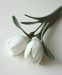 Obraz premium Two White Snowdrop Flowers