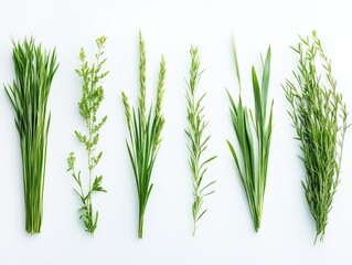 Naklejka premium Various Plants on White Surface