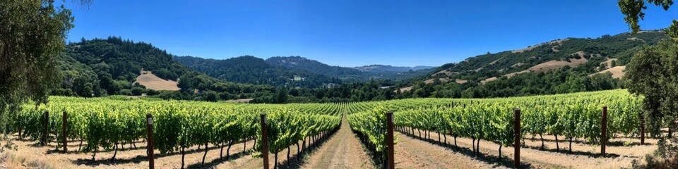 Expansive vineyard landscape in lush countryside on sunny day incorporating vineyard