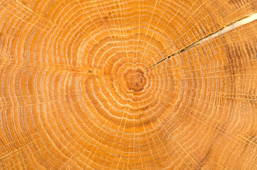 Texture of a wooden cut of oak wood with a pronounced pattern of annual rings