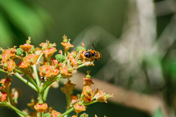 Busy bee collecting pollen from blooming flowers in a vibrant garden during a sunny day