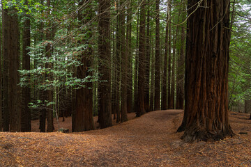 Obraz premium Sequoia forest of Monte Cabezon in Cabezon de la Sal, Cantabria, Spain.