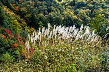 Fototapeta premium 紅葉の白山白川郷ホワイトロード