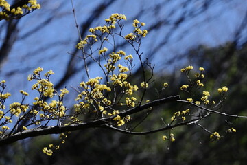 庭のサンシュユ
