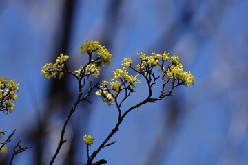 庭のサンシュユ