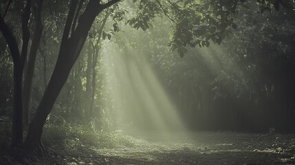 Obraz premium Tranquil forest bathed in soft sunlight, earthy tones blending harmoniously, evoking peace and natural serenity.