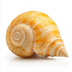 Obraz premium Intricate Spiral Seashell in Vibrant Yellow and Orange Hues on White Background