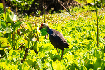 Bird in natural habitat in Asia among green nature