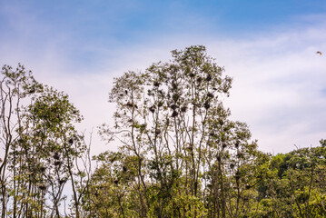 Fototapeta premium Bird sanctuary in the area of Mekong river in Vietnem. Many birds on trees