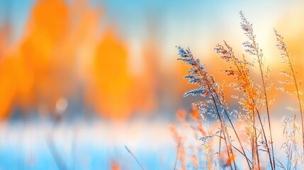 Obraz premium Frosty winter sunset, grass foreground, orange trees background. Ideal for nature calendar
