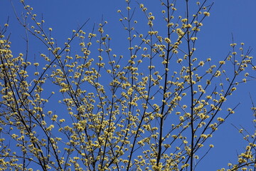 庭のサンシュユ