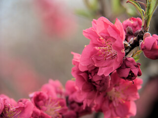 3月に咲いた桃色の桃の花「寒緋（カンヒ）」