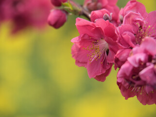 Obraz premium 3月に咲いた桃色の桃の花「寒緋（カンヒ）」