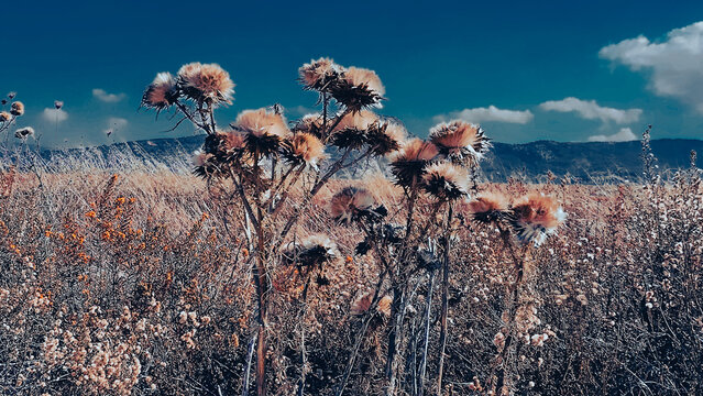 Chardons en Andalousie