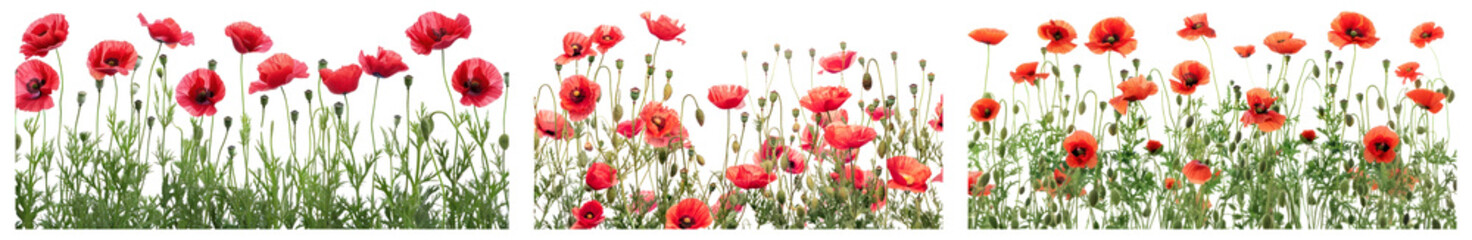 Obraz premium PNG Vibrant poppies in lush field, isolated element set, transparent background