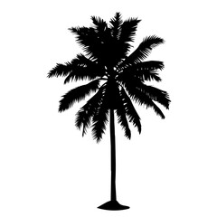 palm tree on white background black silhouette vector