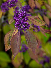 Callicarpa bodinieri with Autumn berries