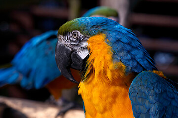 The colourful head of a Parrot in close up