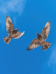 Fototapeta premium Two Birds Flying in Blue Sky
