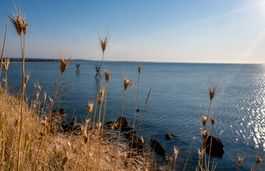 Dry thorns on the seashore against the background of water.