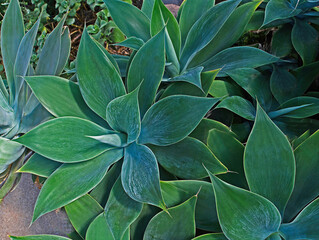 Obraz premium Agave attenuata growing in a conservatory with close up view