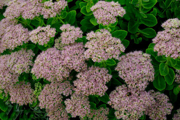 Hylotedlephium in close up