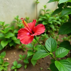 Single red hibiscus bloom on long slender stem, blossom, garden