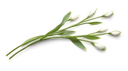 Fototapeta premium Spring Snowdrops Displaying Their Pure White Petals Against Clean Canvas