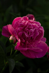 A stunning close-up of a pink peony flower in full bloom, showcasing its soft petals and intricate details. A perfect symbol of elegance and natural beauty.