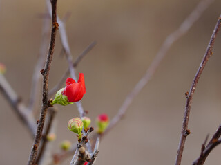The red-flowered Quince tree is a beautiful bonsai tree.