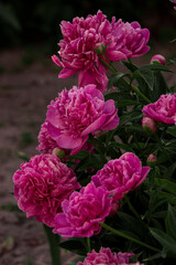 A cluster of pink peonies in full bloom, displaying their lush petals and vibrant beauty. A captivating representation of elegance and natural charm.